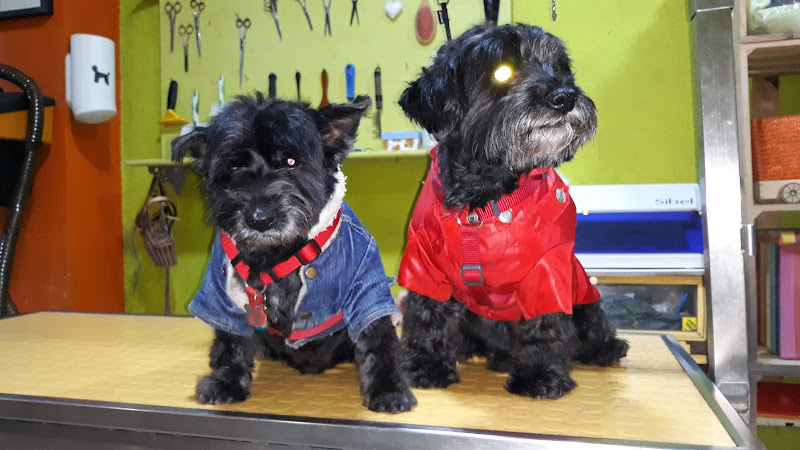 Peluquería Canina y Felina Guapetones. Moda y Complementos